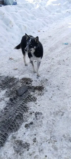 Потерянная собака породы хаски в Саратове - Собаки в Саратов