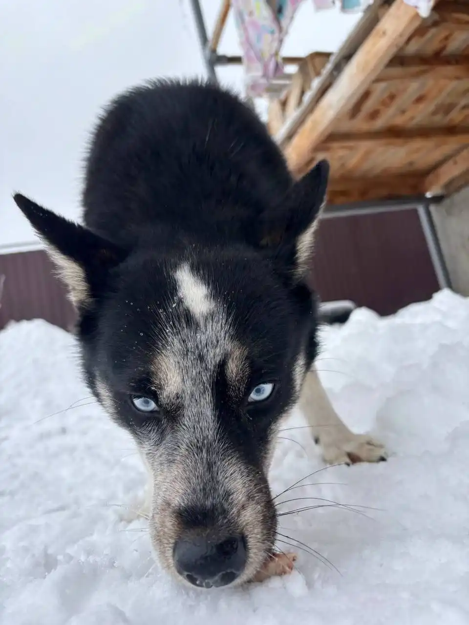 Потерянная собака породы хаски в Саратове - Собаки (Животные) в Саратов