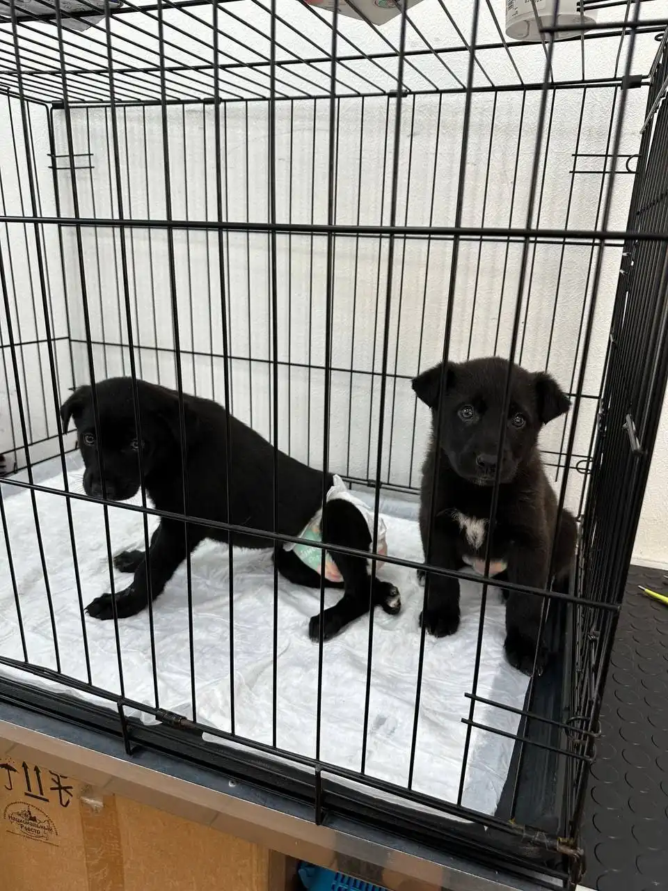 Экстренный сбор помощи щенкам с энтеритом - Собаки (Животные) в Саратов