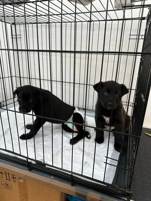 Экстренный сбор помощи щенкам с энтеритом - Собаки в Саратов