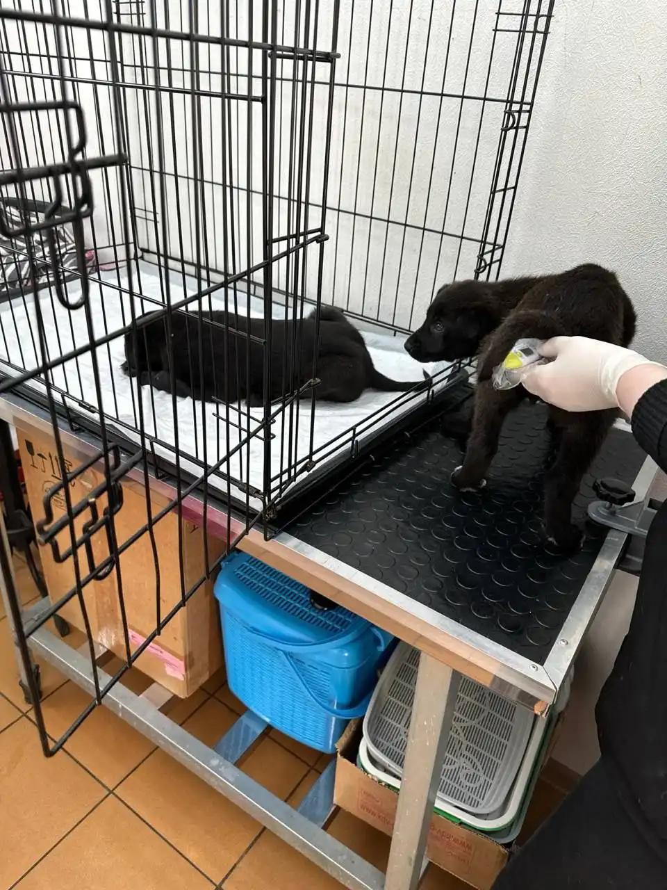 Экстренный сбор помощи щенкам с энтеритом - Собаки (Животные) в Саратов