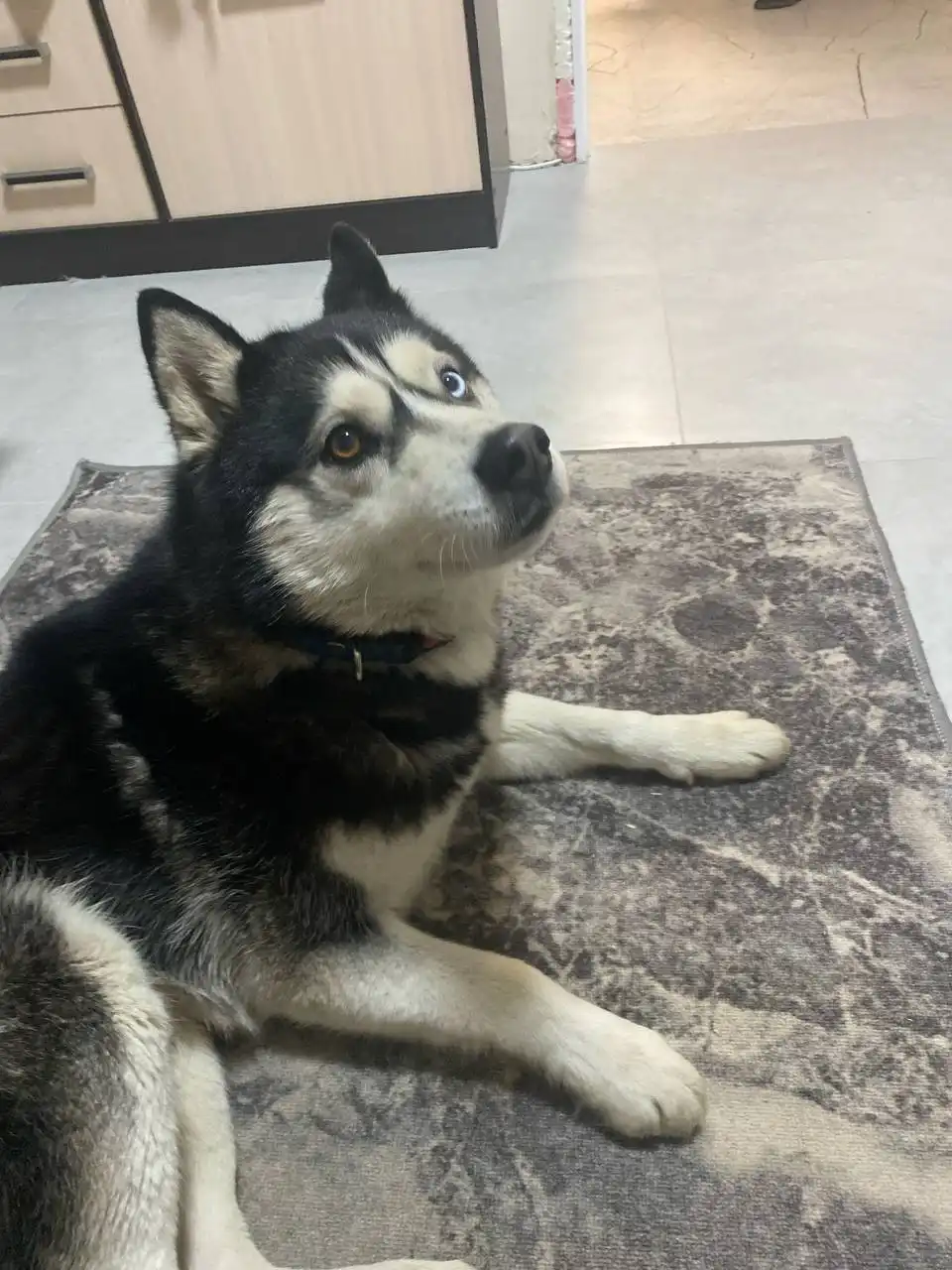 Найдена собака в районе Батавина 2 - Собаки (Животные) в Саратов