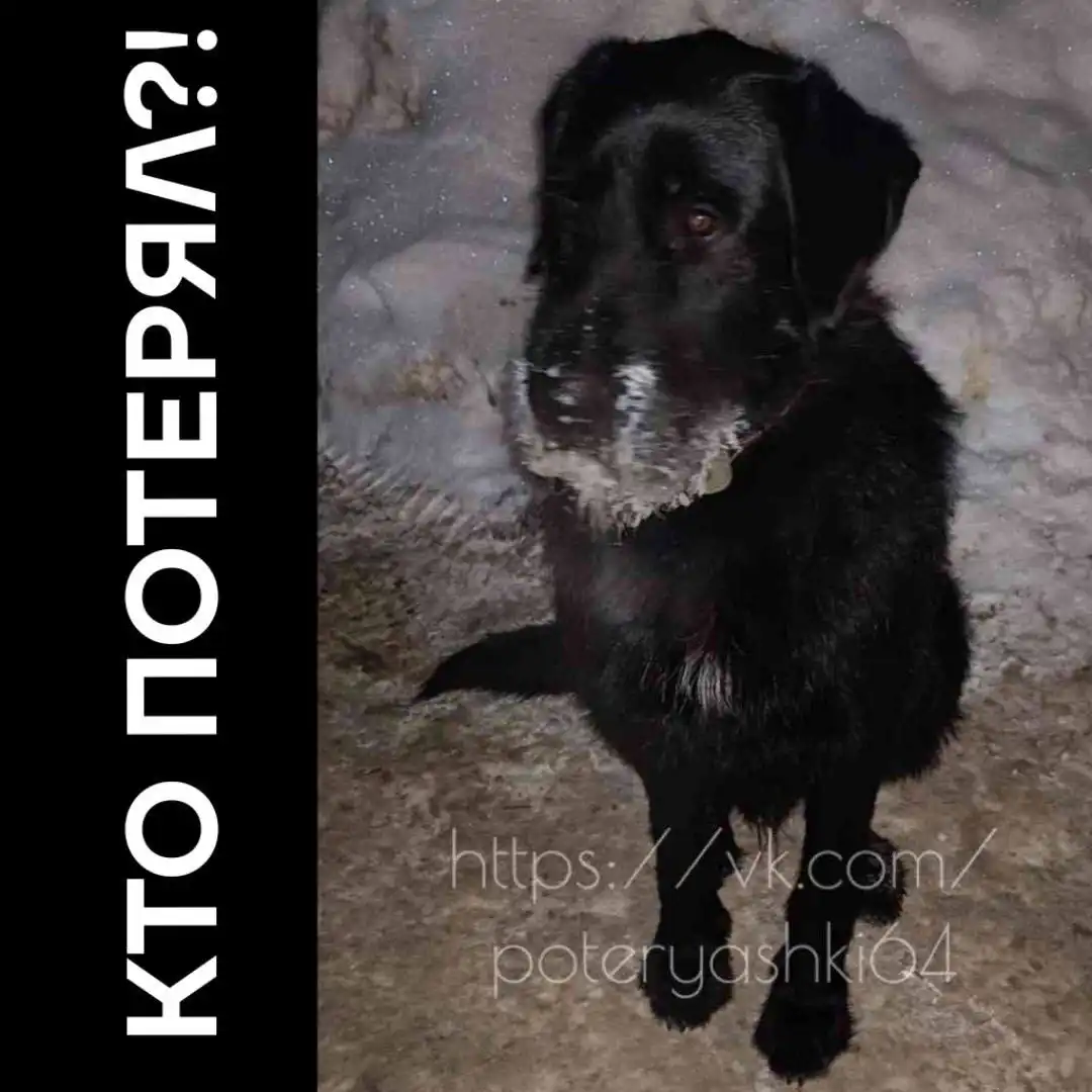 Найдена черная собака с белым пятном в Саратове - Собаки (Животные) в Саратов