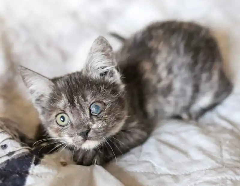 Сбор средств на передержку для кошки Тоси - Животные в Саратов