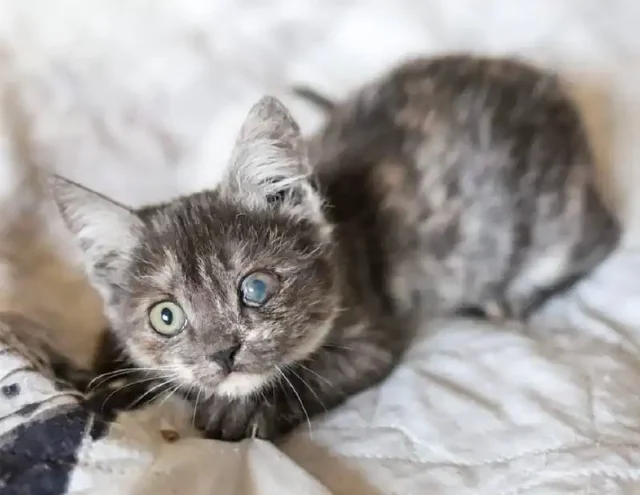 Сбор средств на передержку для кошки Тоси - Поиск животных в Саратов