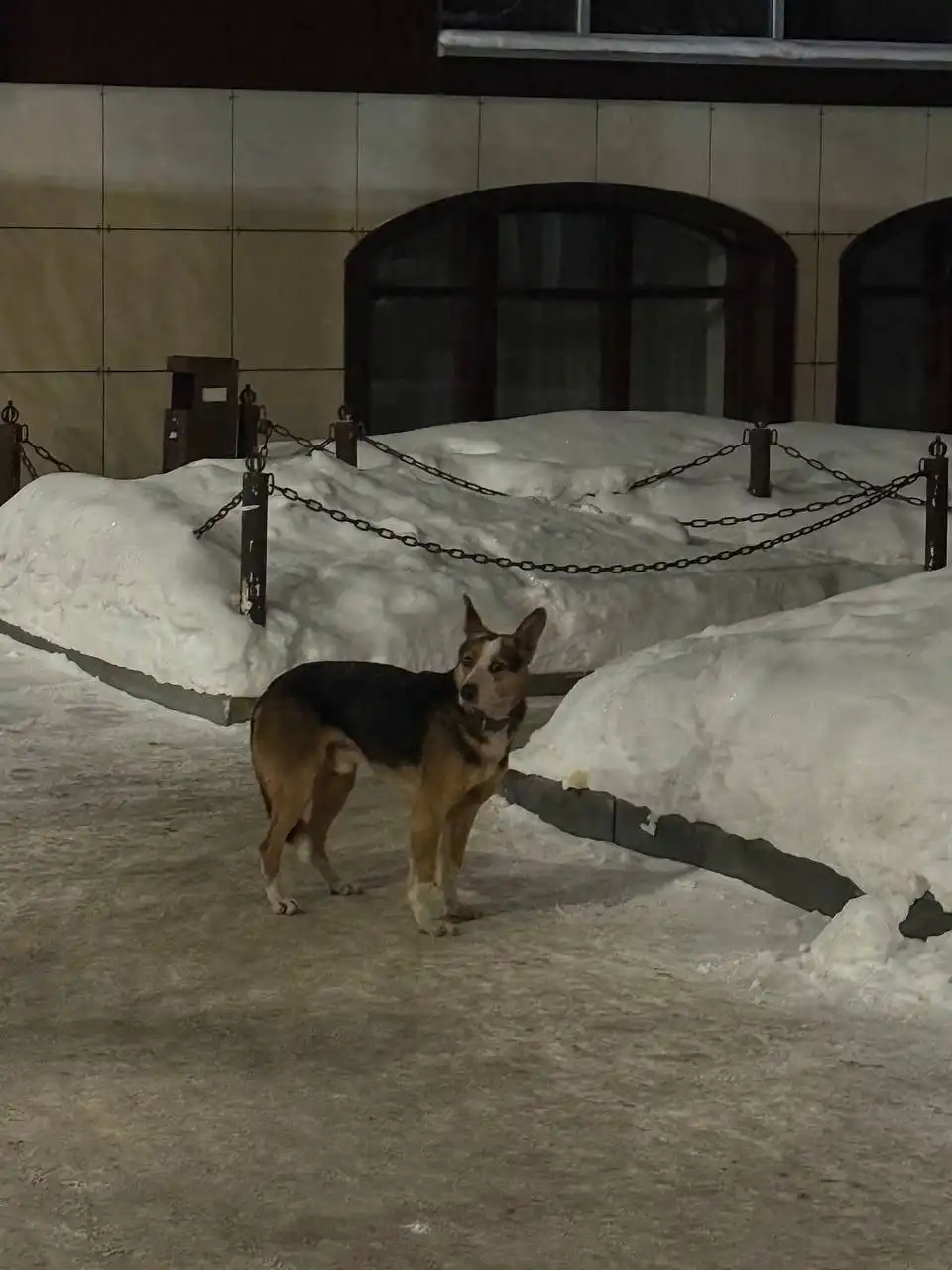 Потерянная кошка в Саратове - Животные в Саратов