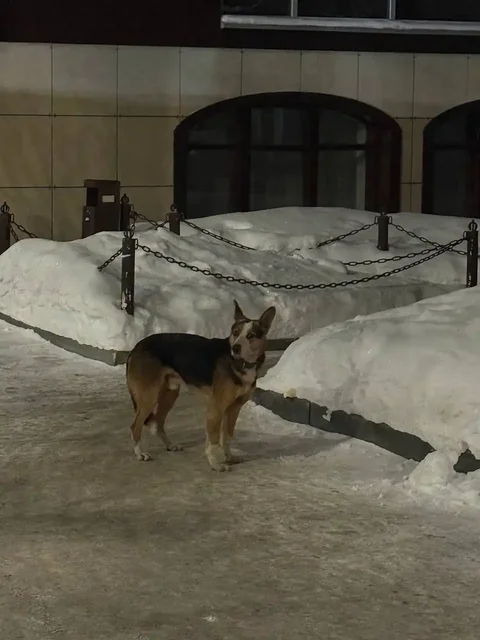 Потерянная кошка в Саратове - Поиск животных в Саратов