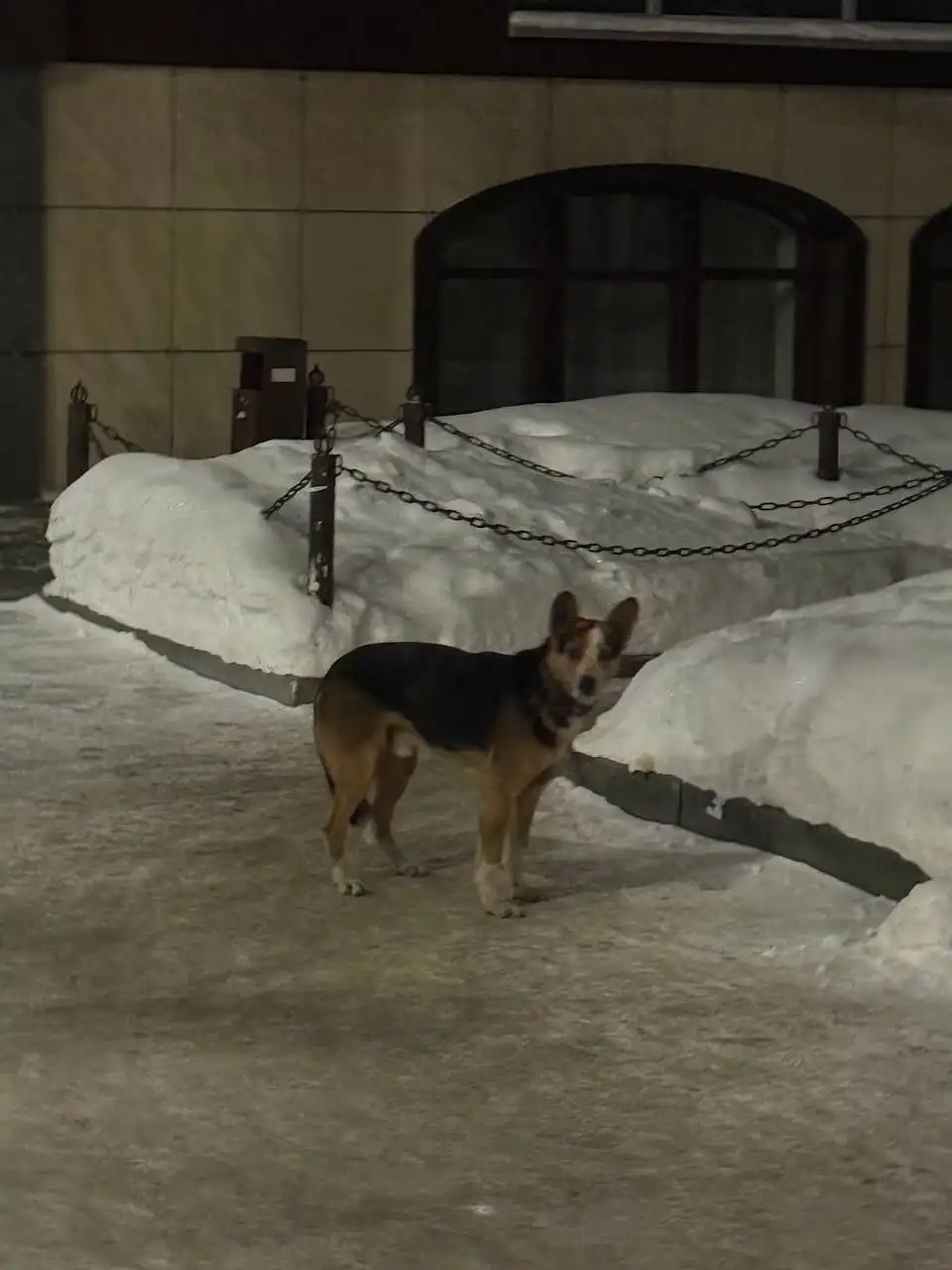 Потерянная кошка в Саратове - Животные в Саратов