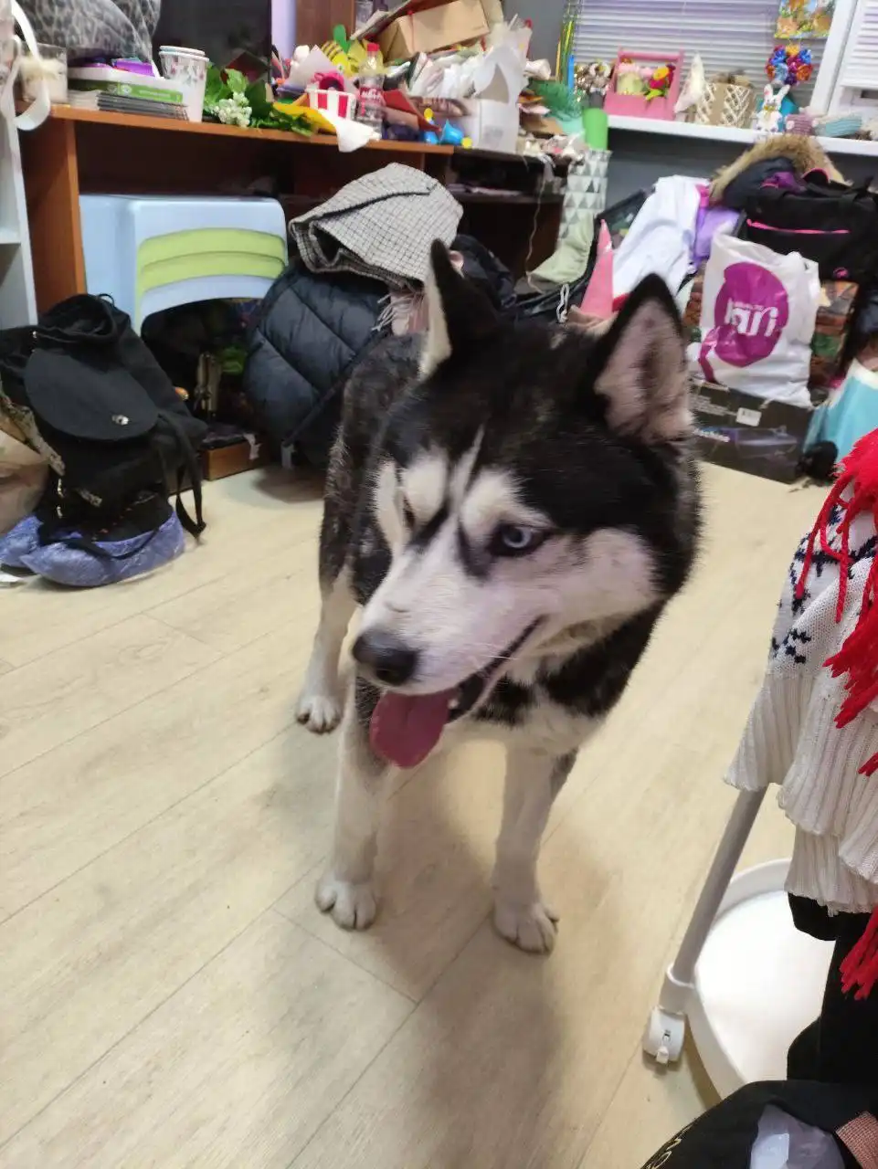 Найден хаски Гром в Солнечном - Собаки (Животные) в Саратов