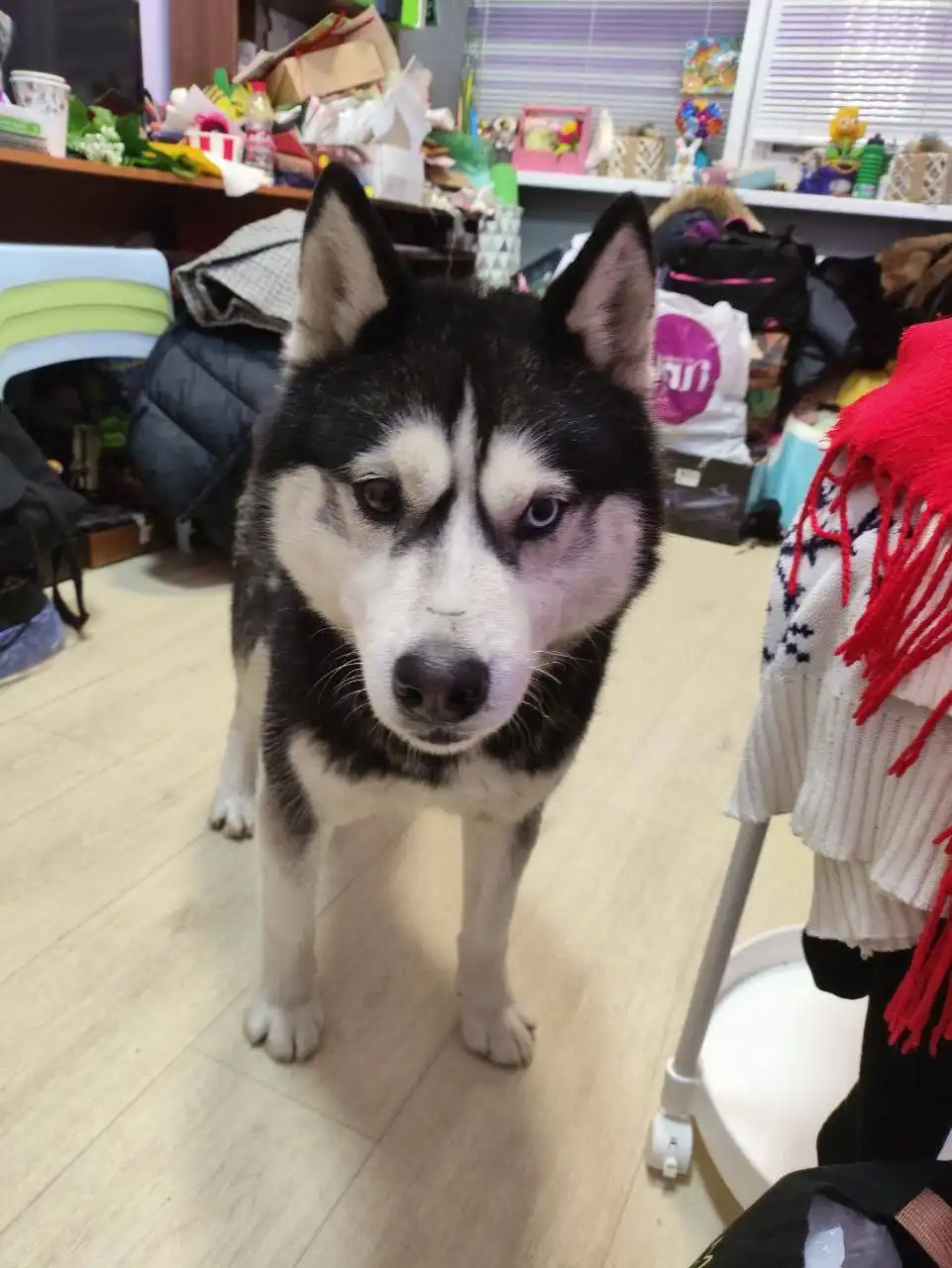 Найден хаски Гром в Солнечном - Собаки (Животные) в Саратов