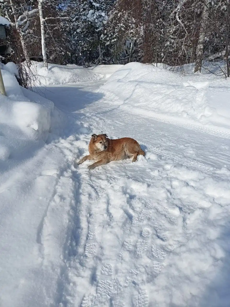 Пропала собака Дик - Потерянные животные (Животные) в Саратов