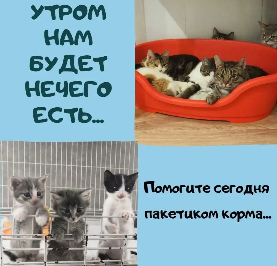 Просьба о помощи для приюта животных - Приют для животных (Животные) в Саратов