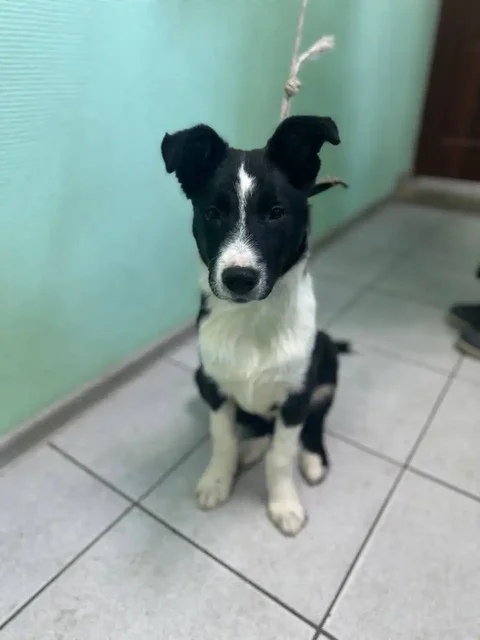 Срочный сбор средств на передержку и лечение щенка с эпилепсией - Поиск животных в Саратов