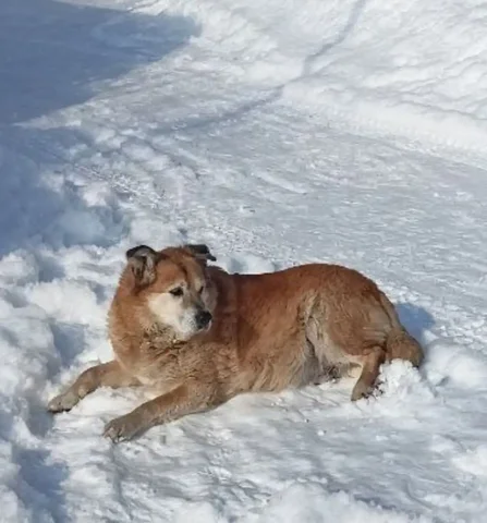 Пропала собака Дик в Саратове - Собаки в Саратов