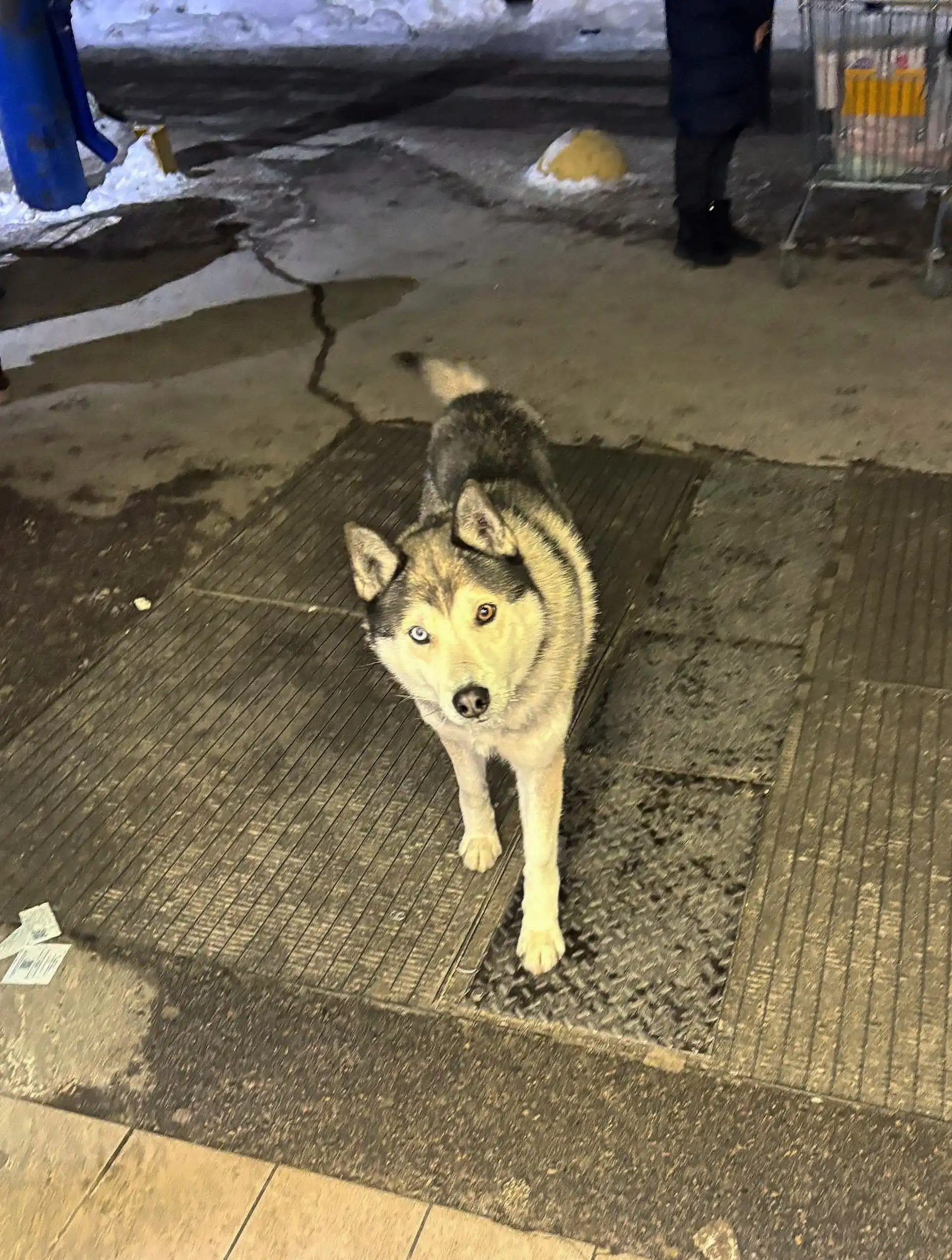 Найден беглый хаски у Ленты - Собаки (Животные) в Саратов