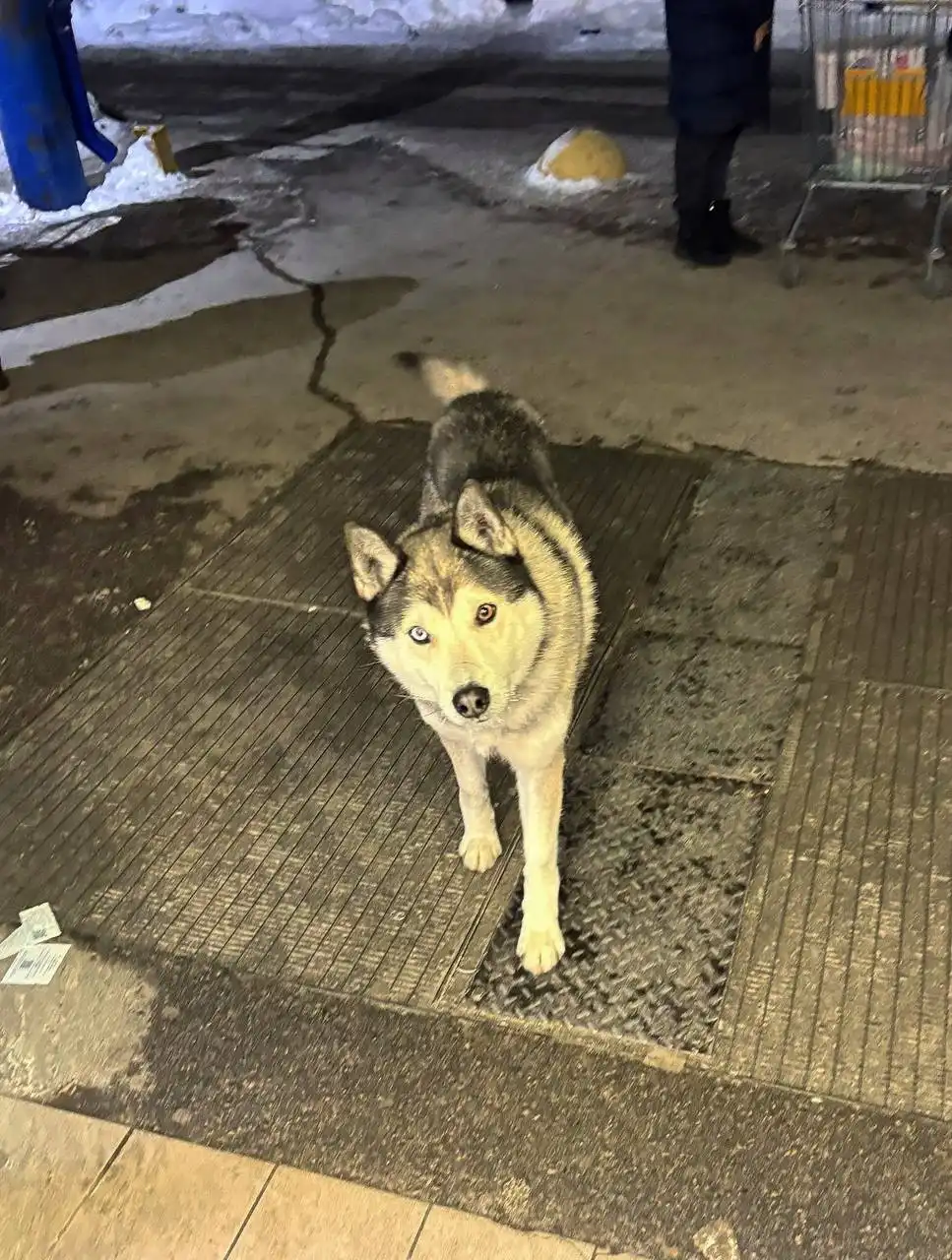 Потерянная хаски у Ленты - Собаки (Животные) в Саратов