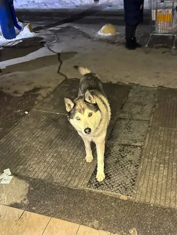 Потерянная хаски у Ленты - Собаки в Саратов