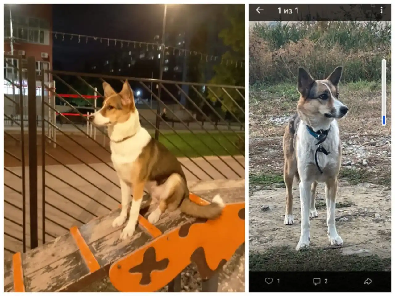 Поиск пропавшей кошки Шельма в Солнечном - Потерянные животные (Животные) в Солнечный