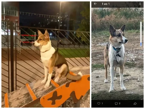 Потеряна кошка Шельма в Солнечном - частное объявление в Солнечный