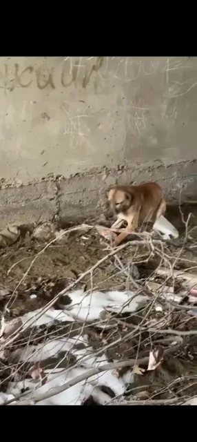 Срочно нужен куратор и передержка для собаки со сломанной лапкой - Животные в Кизляр