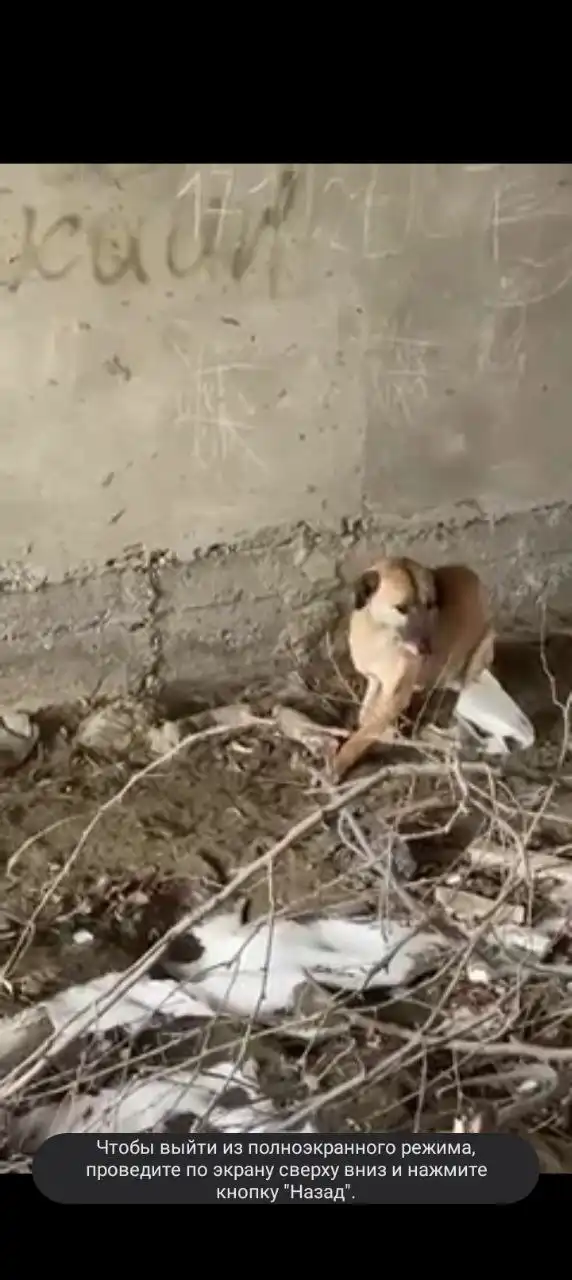 Срочно нужен куратор и передержка для собаки со сломанной лапкой - Животные в Кизляр