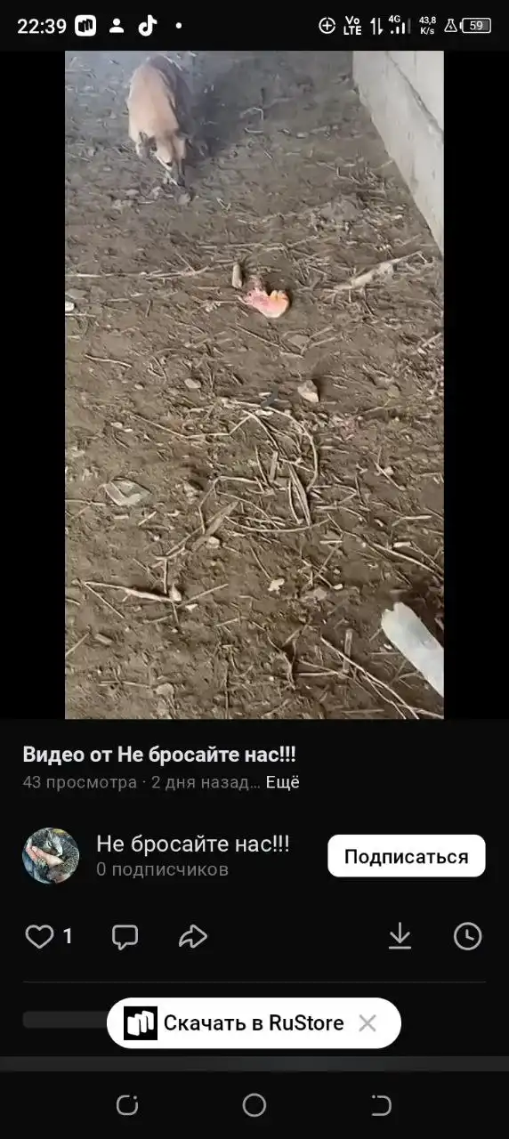 Срочно нужен куратор и передержка для собаки со сломанной лапкой - Животные в Кизляр