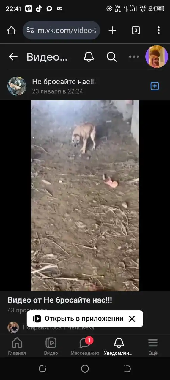 Срочно нужен куратор и передержка для собаки со сломанной лапкой - Животные в Кизляр