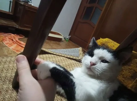 Сбор средств на животных - Поиск животных в Саратов