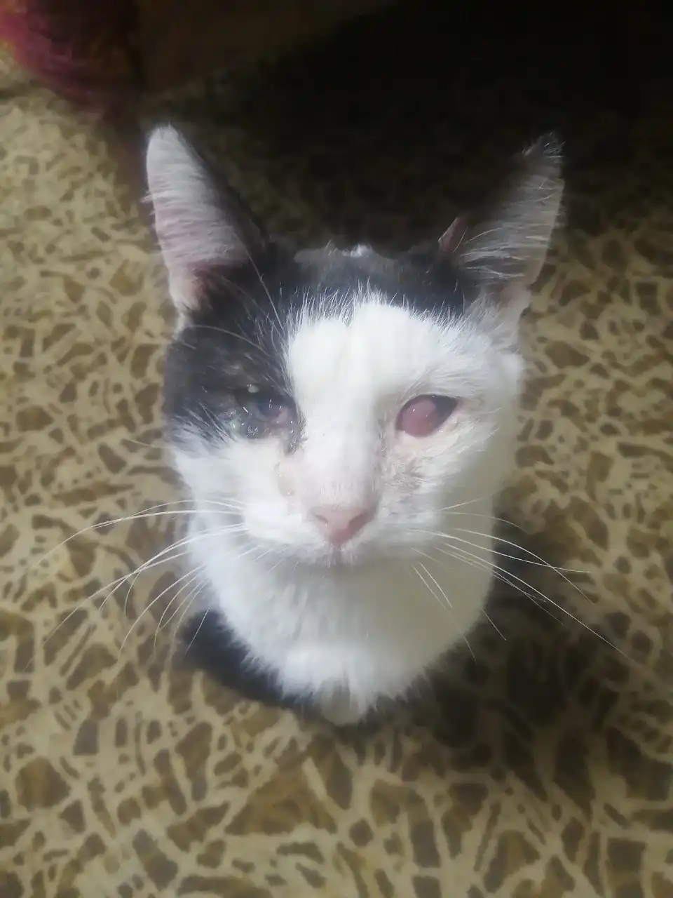 Потерянные животные в Саратове - Потерянные животные (Животные) в Саратов