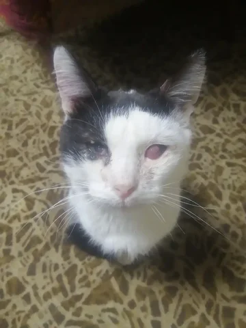 Потерянные животные в Саратове - Поиск животных в Саратов