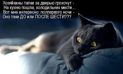 Мишаня ищет хозяйку - Кошки в Саратов