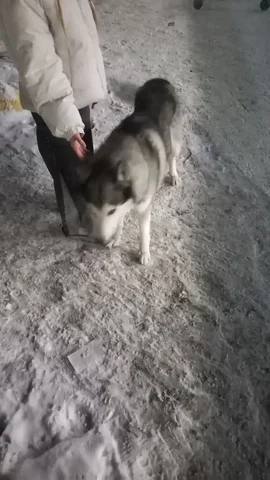 Потерянная собака в Саратове - Собаки в Саратов