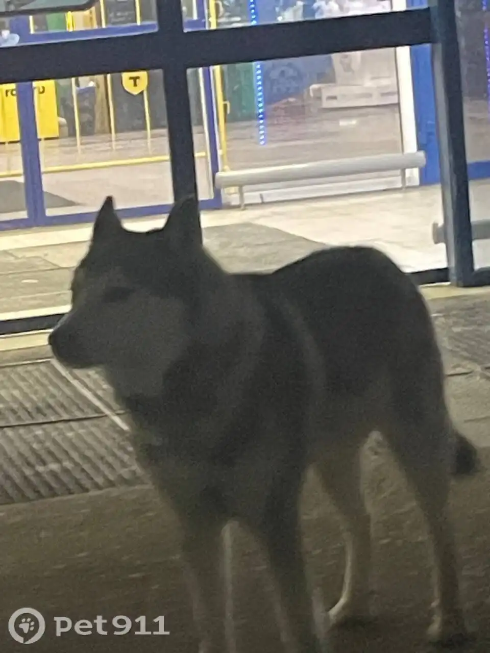 Найдена собака породы хаски - Собаки (Животные) в Саратов