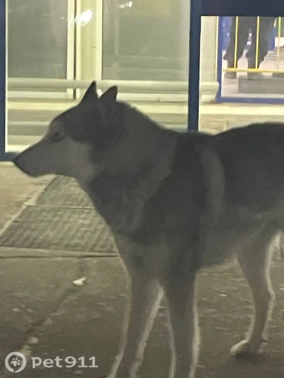 Найдена собака породы хаски - Собаки (Животные) в Саратов