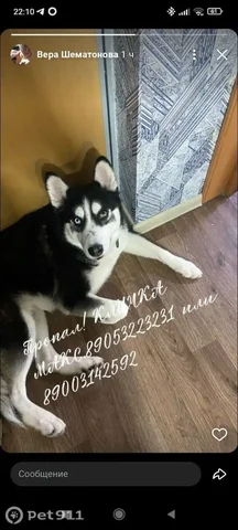 Пропала собака Хаски - Собаки в Энгельс