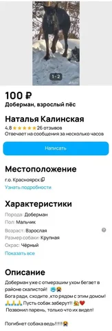 Потерян взрослый доберман в Саратове - Собаки в Саратов