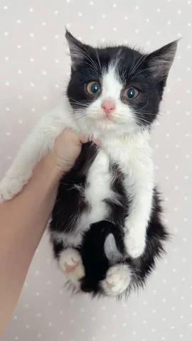 Котенок ищет семью в Калининске/Саратове - частное объявление в Калининск/Саратов