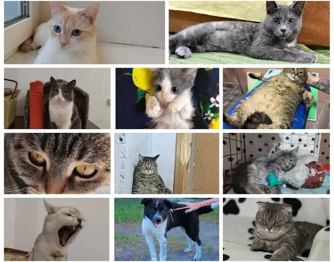 Критическая ситуация в приюте для животных: нужна помощь с кормом и арендой - Приюты для животных (Животные) в Саратов