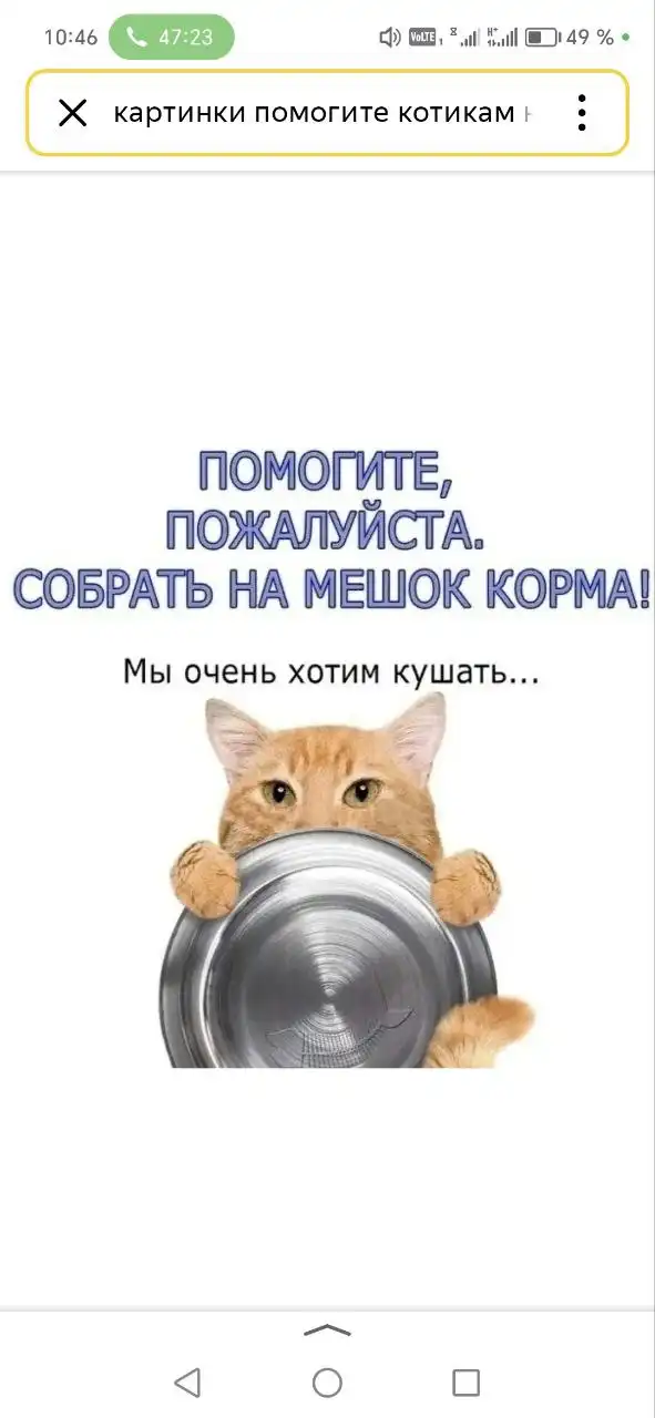 Критическая ситуация в приюте для животных: нужна помощь с кормом и арендой - Приюты для животных (Животные) в Саратов