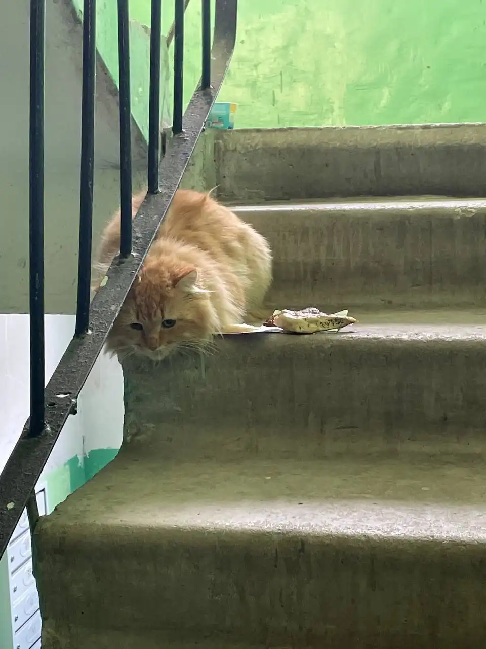 Найден рыжий кот на Стрелке, улица Луговая - Кошки (Животные) в Саратов
