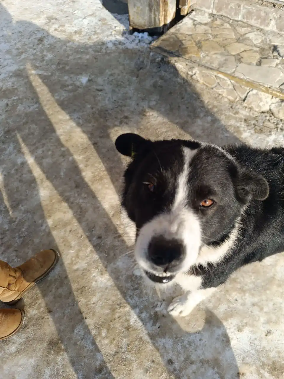 Потерянный пёс в Саратове - Собаки (Животные) в Саратов