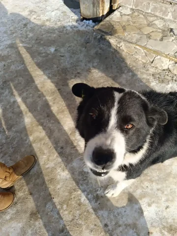 Потерянный пёс в Саратове - Пропавшие животные в Саратов