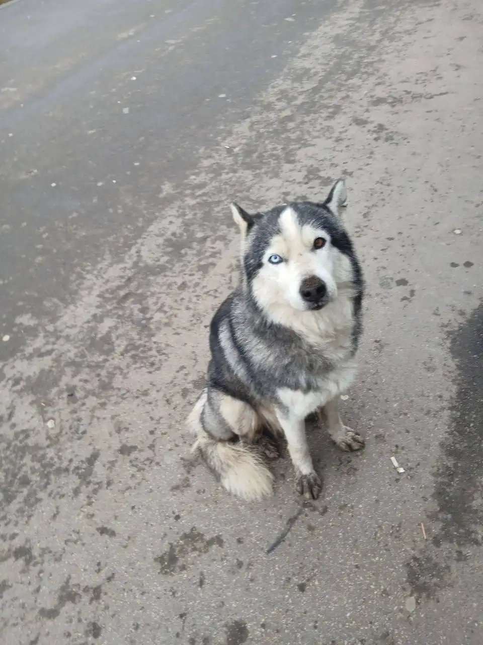 Потерянная собака в Ленинском районе - Собаки (Животные) в Саратов