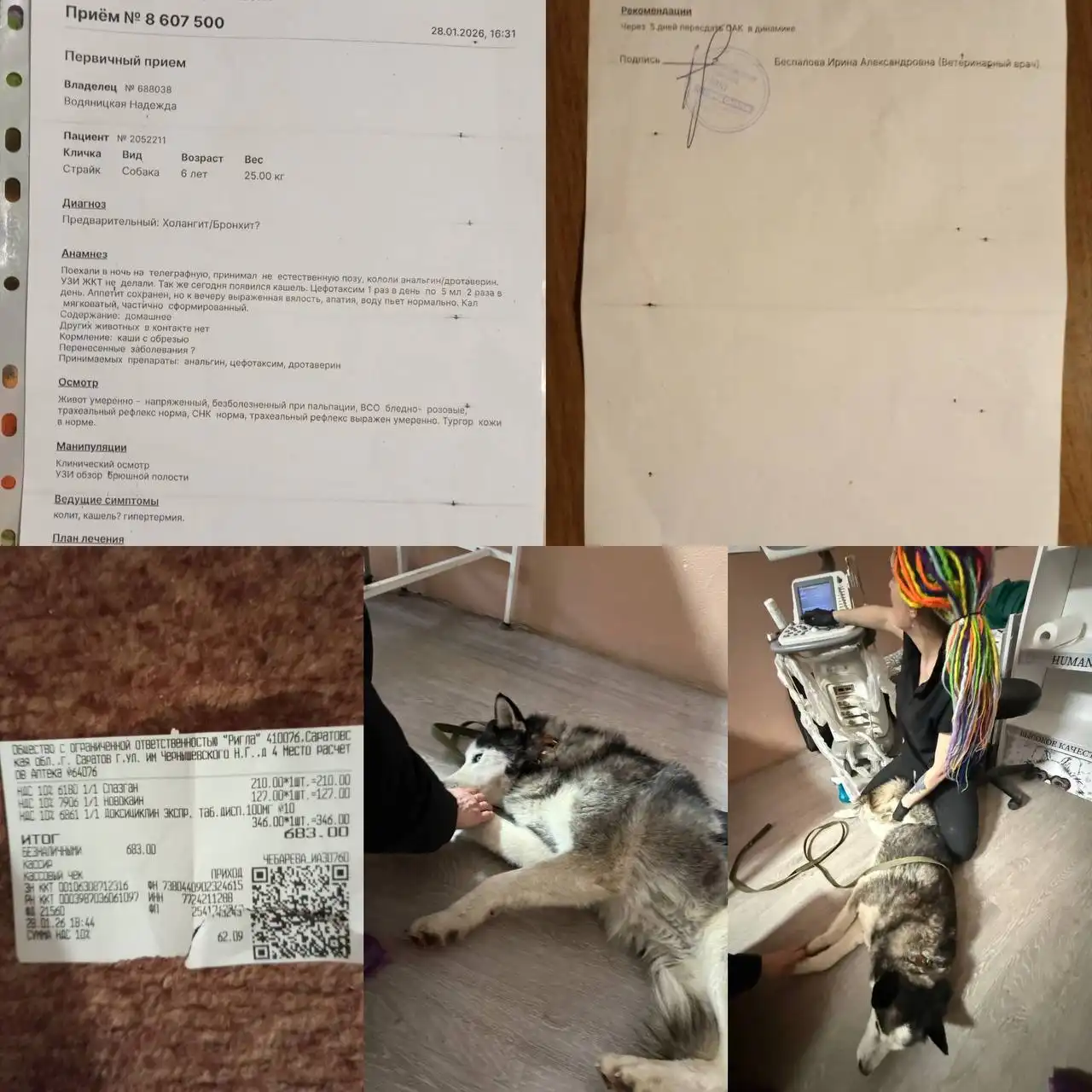 Помощь хаски с улиц Саратова - Животные в Саратов