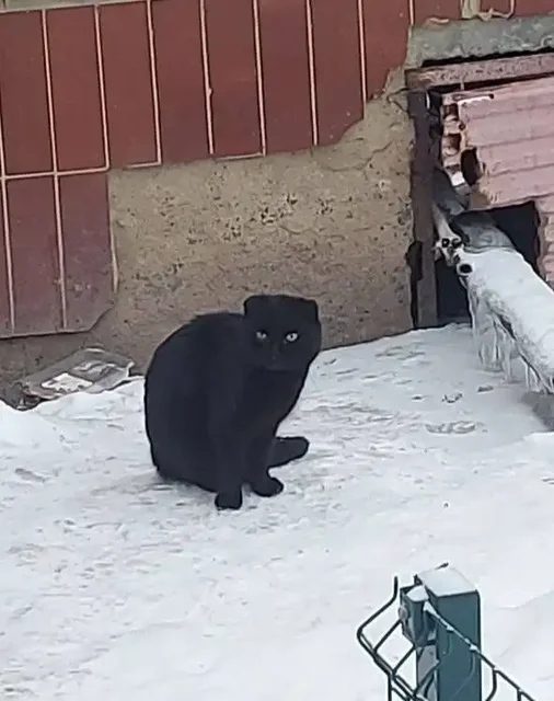 Потерянный кот в Саратове ищет хозяев - Кошки в Саратов