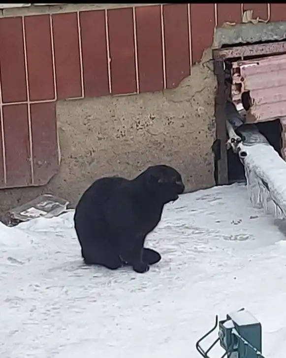 Потерянный кот в Саратове ищет хозяев - Кошки (Животные) в Саратов