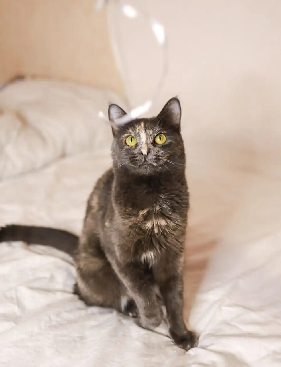 Сбор средств на лекарство для Кейси - Животные в Саратов