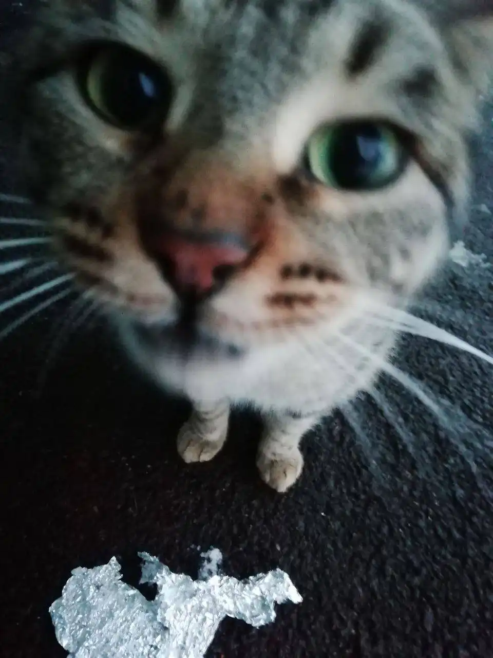 Брошенная молодая кошка ищет дом в Саратове - Кошки (Животные) в Саратов