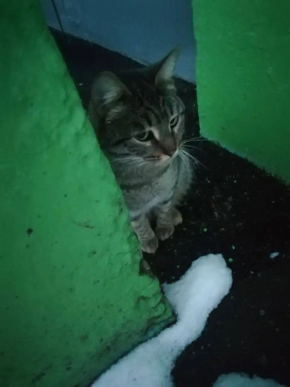 Молодая кошка нуждается в доме - Кошки (Животные) в Саратов