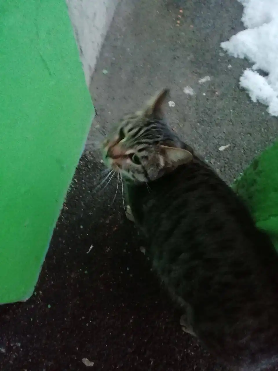 Молодая кошка нуждается в доме - Кошки (Животные) в Саратов